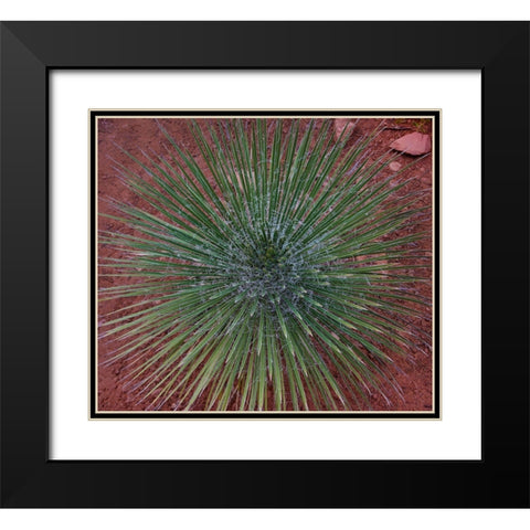 Narrow Leaf Agave  Black Modern Wood Framed Art Print with Double Matting by Fitzharris, Tim