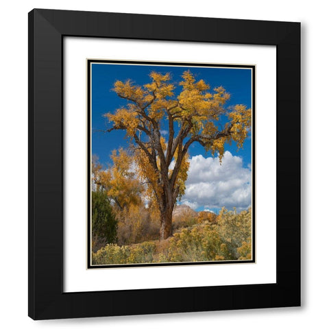 Chamisas and Cottonwood Trees Black Modern Wood Framed Art Print with Double Matting by Fitzharris, Tim