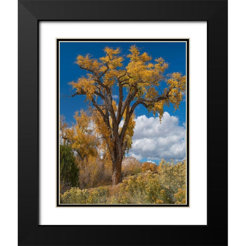 Chamisas and Cottonwood Trees Black Modern Wood Framed Art Print with Double Matting by Fitzharris, Tim