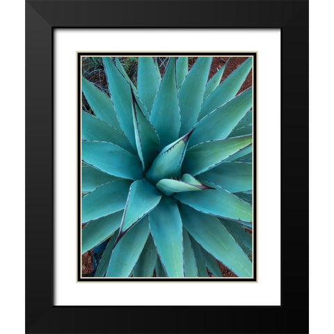 Agave Black Modern Wood Framed Art Print with Double Matting by Fitzharris, Tim