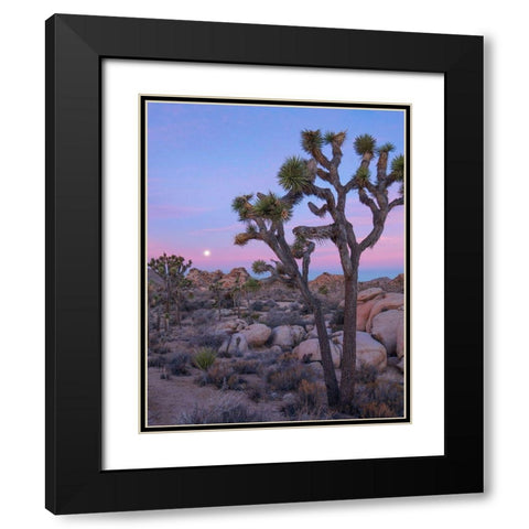 Joshua Tree at Joshua Tree National Park Black Modern Wood Framed Art Print with Double Matting by Fitzharris, Tim