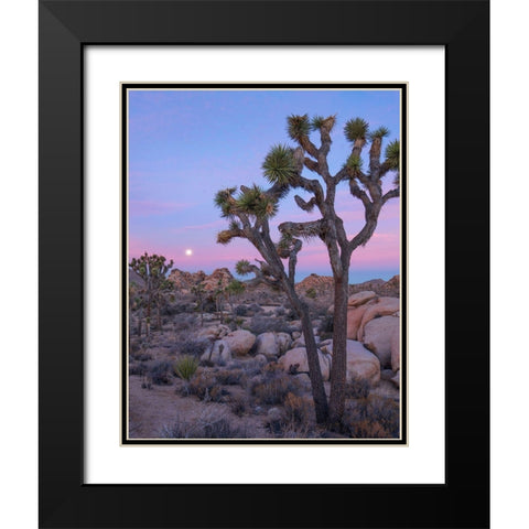 Joshua Tree at Joshua Tree National Park Black Modern Wood Framed Art Print with Double Matting by Fitzharris, Tim