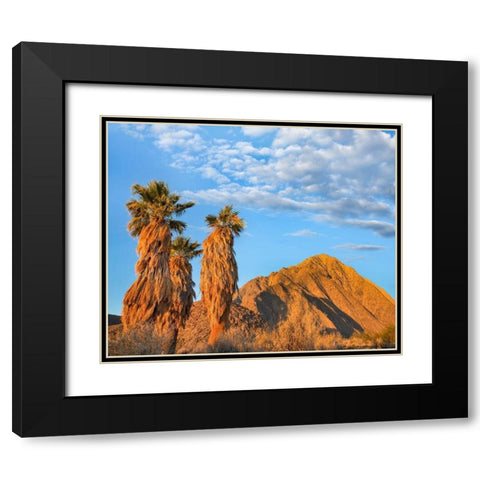 California Fan Palms Black Modern Wood Framed Art Print with Double Matting by Fitzharris, Tim