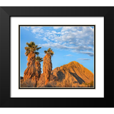 California Fan Palms Black Modern Wood Framed Art Print with Double Matting by Fitzharris, Tim