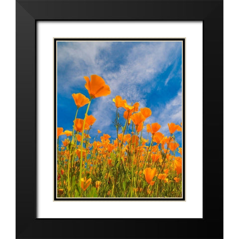 California Poppies near Lake Elsinor Black Modern Wood Framed Art Print with Double Matting by Fitzharris, Tim