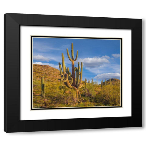 Big Saguaro Cactus Black Modern Wood Framed Art Print with Double Matting by Fitzharris, Tim