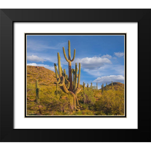 Big Saguaro Cactus Black Modern Wood Framed Art Print with Double Matting by Fitzharris, Tim