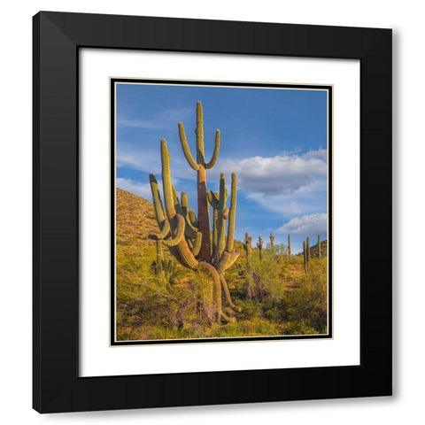 Big Saguaro Cactus Black Modern Wood Framed Art Print with Double Matting by Fitzharris, Tim