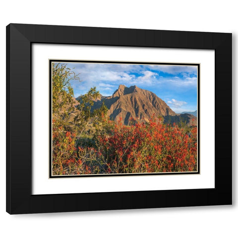 Chuparosa and Indian Head Mountain Black Modern Wood Framed Art Print with Double Matting by Fitzharris, Tim