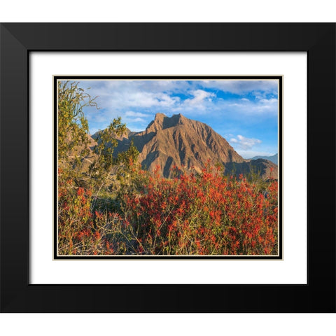 Chuparosa and Indian Head Mountain Black Modern Wood Framed Art Print with Double Matting by Fitzharris, Tim