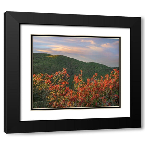 Chuparosa-Anza Borrego Desert State Park-California-USA Black Modern Wood Framed Art Print with Double Matting by Fitzharris, Tim