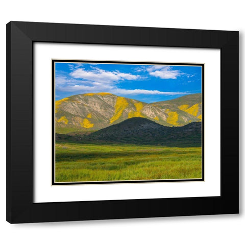 Wildflower Bloom  Black Modern Wood Framed Art Print with Double Matting by Fitzharris, Tim