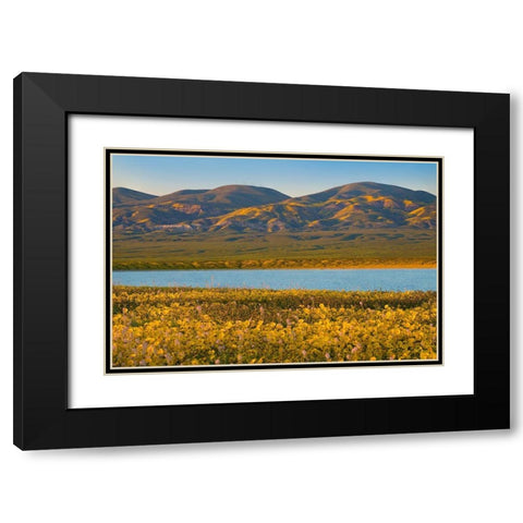 Yellow Daisies and Tremblor Range Black Modern Wood Framed Art Print with Double Matting by Fitzharris, Tim