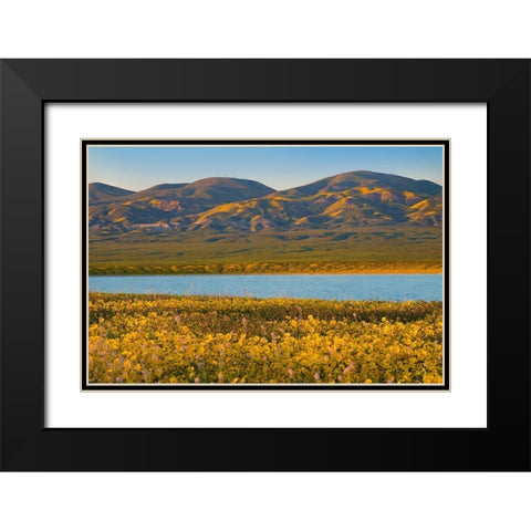 Yellow Daisies and Tremblor Range Black Modern Wood Framed Art Print with Double Matting by Fitzharris, Tim