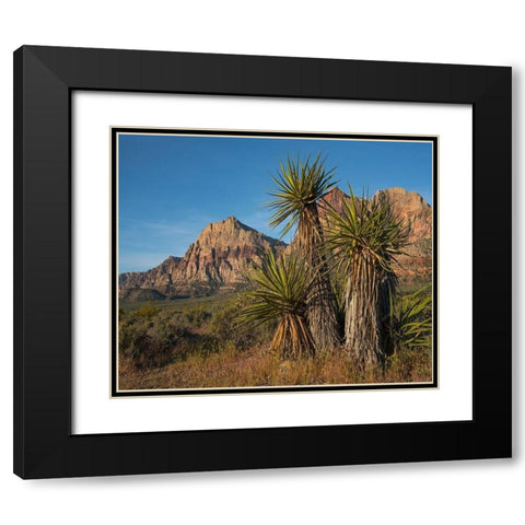 Mohave Yucca at Red Rock Canyon Black Modern Wood Framed Art Print with Double Matting by Fitzharris, Tim