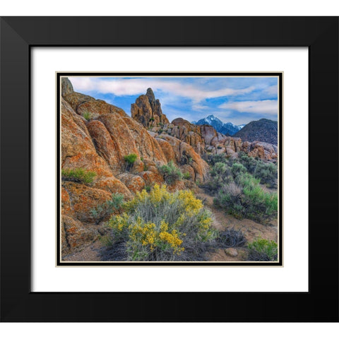 Spring Bloom at Alabama Hills Black Modern Wood Framed Art Print with Double Matting by Fitzharris, Tim