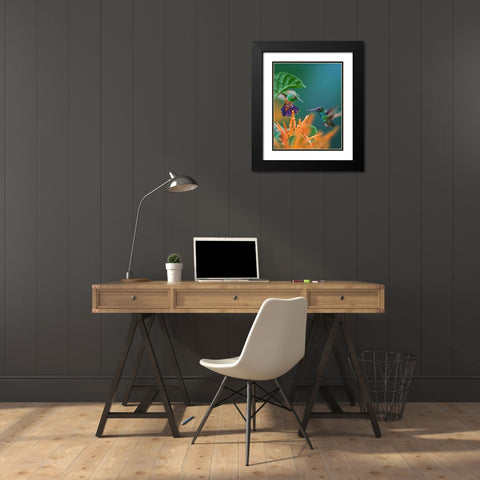 Blue Chinned Sapphire and Copper-Rumped Hummingbirds Black Modern Wood Framed Art Print with Double Matting by Fitzharris, Tim