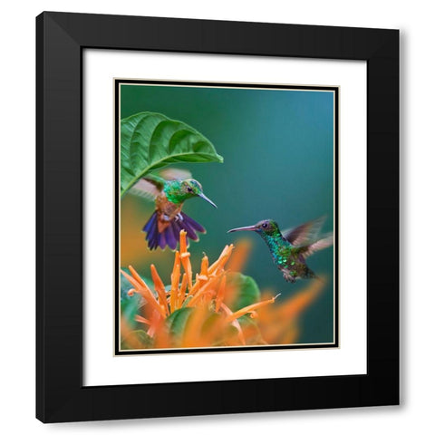 Blue Chinned Sapphire and Copper-Rumped Hummingbirds Black Modern Wood Framed Art Print with Double Matting by Fitzharris, Tim
