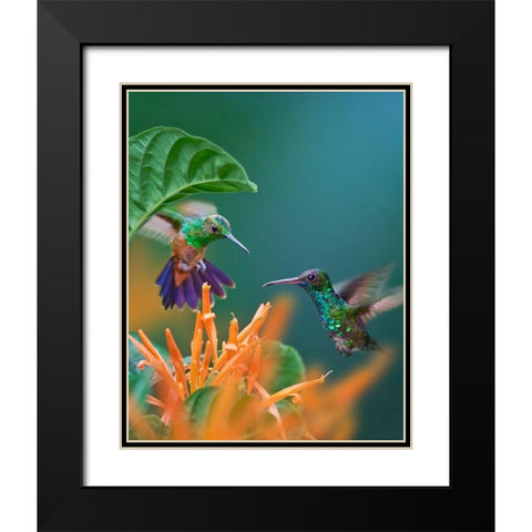 Blue Chinned Sapphire and Copper-Rumped Hummingbirds Black Modern Wood Framed Art Print with Double Matting by Fitzharris, Tim