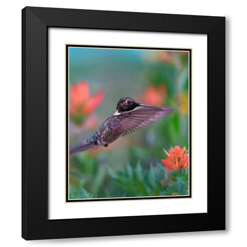 Black Chinned Hummingbird with Indian Paintbrush Black Modern Wood Framed Art Print with Double Matting by Fitzharris, Tim