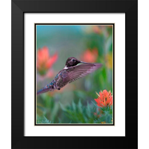 Black Chinned Hummingbird with Indian Paintbrush Black Modern Wood Framed Art Print with Double Matting by Fitzharris, Tim