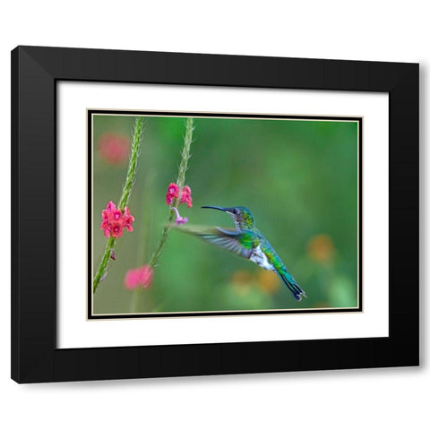 White Necked Jacobin Black Modern Wood Framed Art Print with Double Matting by Fitzharris, Tim
