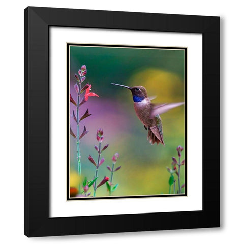 Black Chinned Hummingbird Black Modern Wood Framed Art Print with Double Matting by Fitzharris, Tim