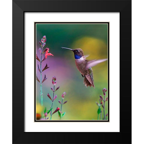 Black Chinned Hummingbird Black Modern Wood Framed Art Print with Double Matting by Fitzharris, Tim