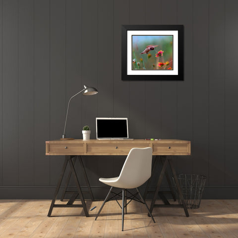 Black Chinned Hummingbird Black Modern Wood Framed Art Print with Double Matting by Fitzharris, Tim