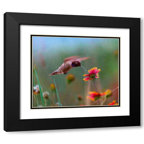 Black Chinned Hummingbird Black Modern Wood Framed Art Print with Double Matting by Fitzharris, Tim