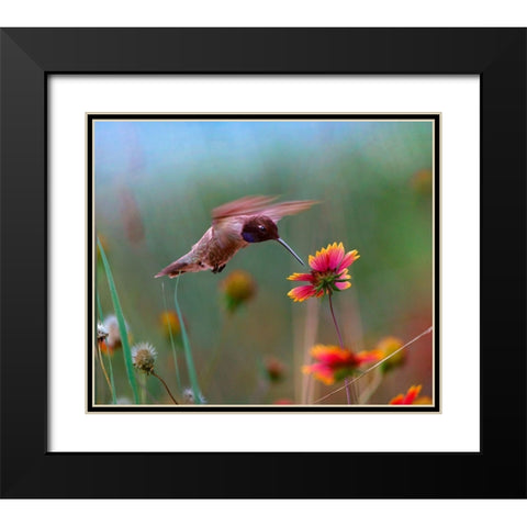 Black Chinned Hummingbird Black Modern Wood Framed Art Print with Double Matting by Fitzharris, Tim