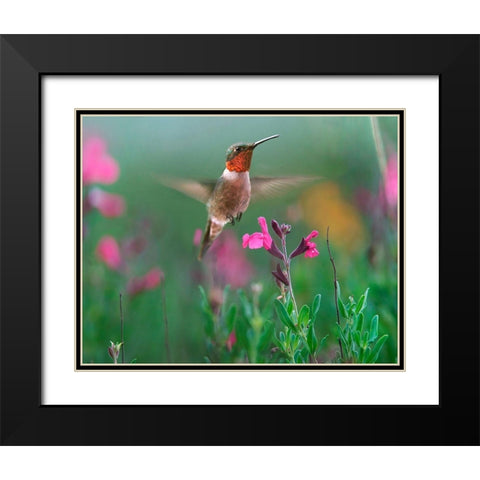 Ruby Throated Hummingbird Black Modern Wood Framed Art Print with Double Matting by Fitzharris, Tim