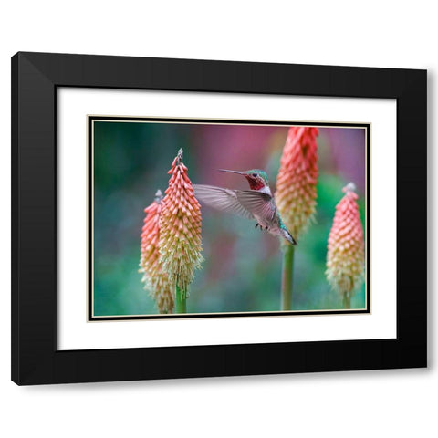 Broad Tailed Hummingbird at Red Hot Poker Black Modern Wood Framed Art Print with Double Matting by Fitzharris, Tim