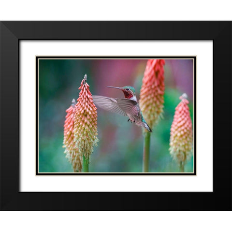 Broad Tailed Hummingbird at Red Hot Poker Black Modern Wood Framed Art Print with Double Matting by Fitzharris, Tim