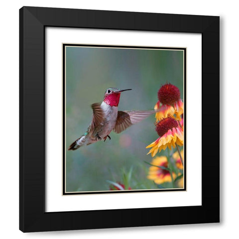 Broad Tailed Hummingbird Black Modern Wood Framed Art Print with Double Matting by Fitzharris, Tim