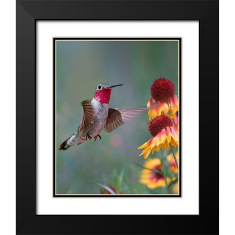 Broad Tailed Hummingbird Black Modern Wood Framed Art Print with Double Matting by Fitzharris, Tim