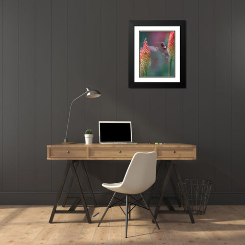 Broad Tailed Hummingbird Black Modern Wood Framed Art Print with Double Matting by Fitzharris, Tim