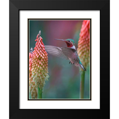 Broad Tailed Hummingbird Black Modern Wood Framed Art Print with Double Matting by Fitzharris, Tim