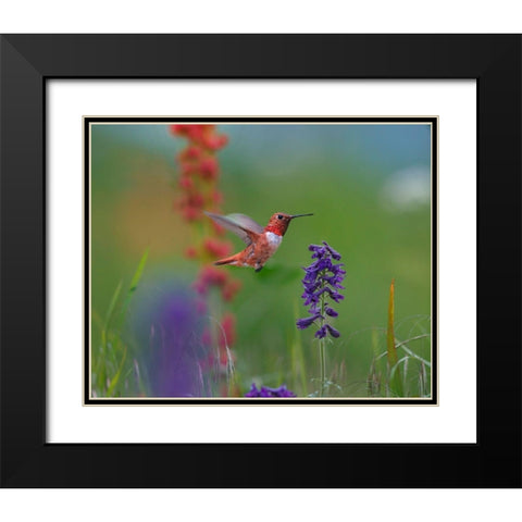 Rufous Hummingbird Black Modern Wood Framed Art Print with Double Matting by Fitzharris, Tim