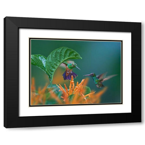 Blue Chinned Sapphire and Copper-Rumped Hummingbirds Black Modern Wood Framed Art Print with Double Matting by Fitzharris, Tim