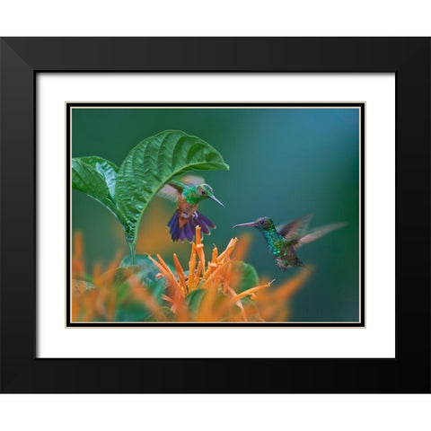 Blue Chinned Sapphire and Copper-Rumped Hummingbirds Black Modern Wood Framed Art Print with Double Matting by Fitzharris, Tim