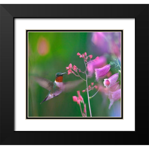 Ruby Throated Hummingbird Black Modern Wood Framed Art Print with Double Matting by Fitzharris, Tim