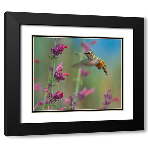 Broad Tailed Hummingbirds Black Modern Wood Framed Art Print with Double Matting by Fitzharris, Tim