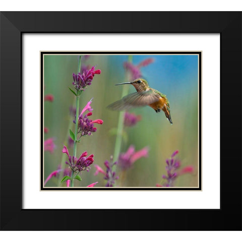 Broad Tailed Hummingbirds Black Modern Wood Framed Art Print with Double Matting by Fitzharris, Tim