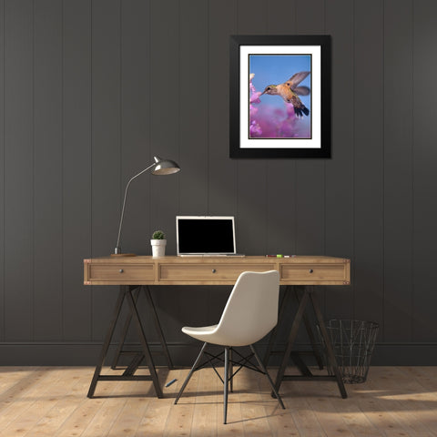 Broad Tailed Hummingbirds Female Black Modern Wood Framed Art Print with Double Matting by Fitzharris, Tim