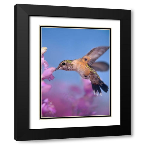 Broad Tailed Hummingbirds Female Black Modern Wood Framed Art Print with Double Matting by Fitzharris, Tim