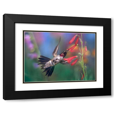 Broad Tailed Hummingbird at Scarlet Bugler Black Modern Wood Framed Art Print with Double Matting by Fitzharris, Tim