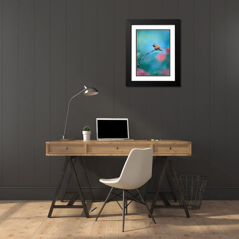 Rufous Hummingbird Sitting on Branch Black Modern Wood Framed Art Print with Double Matting by Fitzharris, Tim