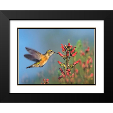 Rufous Hummingbird Black Modern Wood Framed Art Print with Double Matting by Fitzharris, Tim