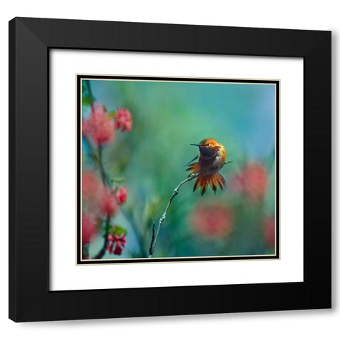 Rufous Hummingbird Sitting on Branch Black Modern Wood Framed Art Print with Double Matting by Fitzharris, Tim